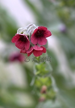 鐘,花卉,紅色