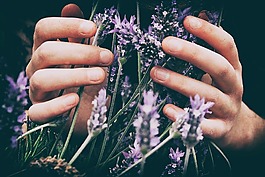 薰衣草,花,花瓣