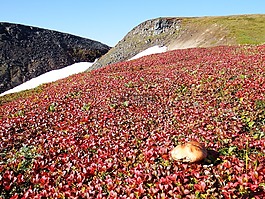 山区的苔原,蘑菇,秋季