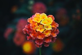 花,盛開,模糊