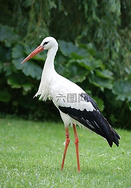 鸛,鳥,動(dòng)物