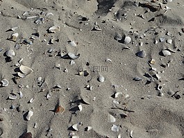 海灘,砂,外殼