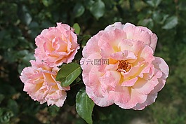 花,粉色,性質(zhì)