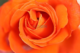 花,粉色,性質(zhì)
