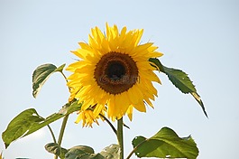 向日葵,太陽