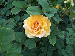 黃色,玫瑰,花園