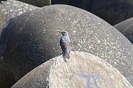 動物,海灘,波斷塊