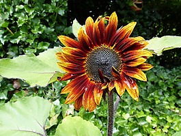 太陽花,紅色,黃色
