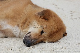 狗,海灘,睡眠