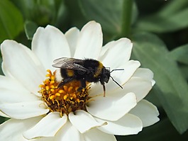 花,性質(zhì),昆蟲