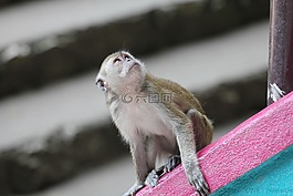 猴,動物,野生