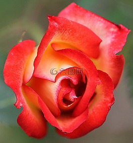 花,粉色,花園
