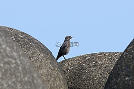 動物,海灘,波斷塊