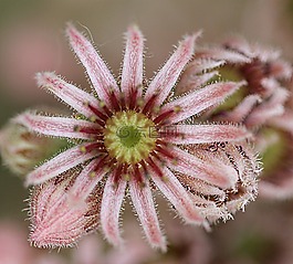 花,花園,夏季