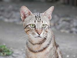 貓,動(dòng)物,野生