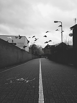 鳥,街,城市