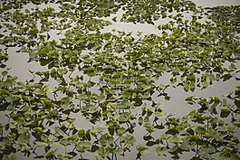 顏色,綠色,湖