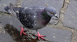鴿子,鳥,自然