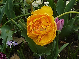 花卉,黃色花,春天