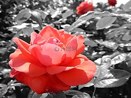 玫瑰,花,玫瑰綻放