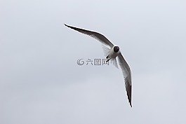 鳥,生活的本質(zhì),性質(zhì)