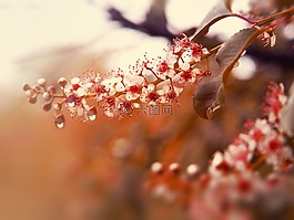 性質,花園,植物