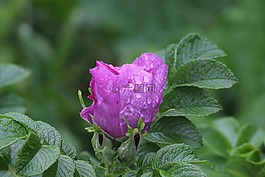 性質(zhì),工作表,植物