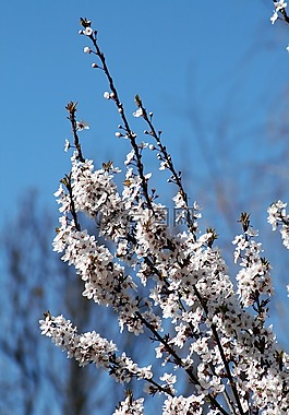 春天,布盧姆,花園