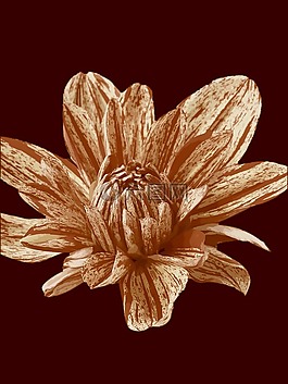 花,布朗,裝飾