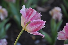 花卉,弗洛拉,郁金香