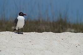 鳥,海灘,海