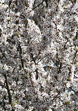 春天,布盧姆,花園