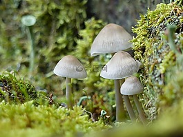 蘑菇,小,小蘑菇