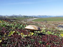 山区的苔原,蘑菇,秋季