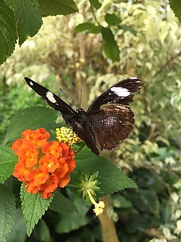 蝴蝶,花,特寫(xiě)