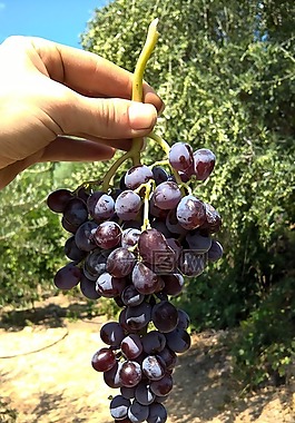水果,新鮮,葡萄
