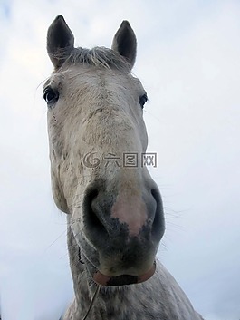 馬,mare,種馬