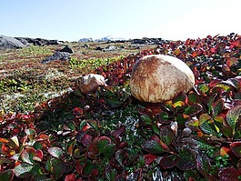 山区的苔原,蘑菇,秋季