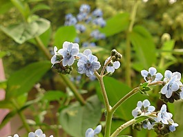 花,白,淺藍色