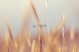草,特寫,自然