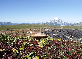 山区的苔原,蘑菇,秋季