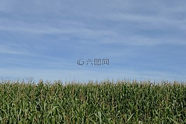 作物,玉米,天空