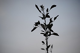 樹,枝杈,自然