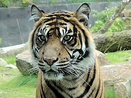 老虎,動物園,哺乳動物