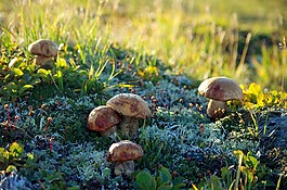山区的苔原,蘑菇,秋季