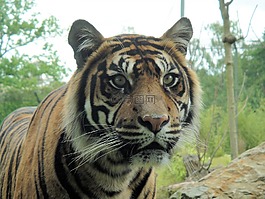 老虎,動物園,哺乳動物