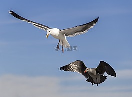 海鷗,鳥,羽毛