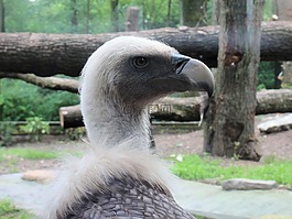 兀鷲,鳥,捕食鳥