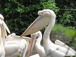 鵜鶘,動(dòng)物園,水禽