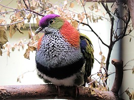 鳥,華美,動物園
